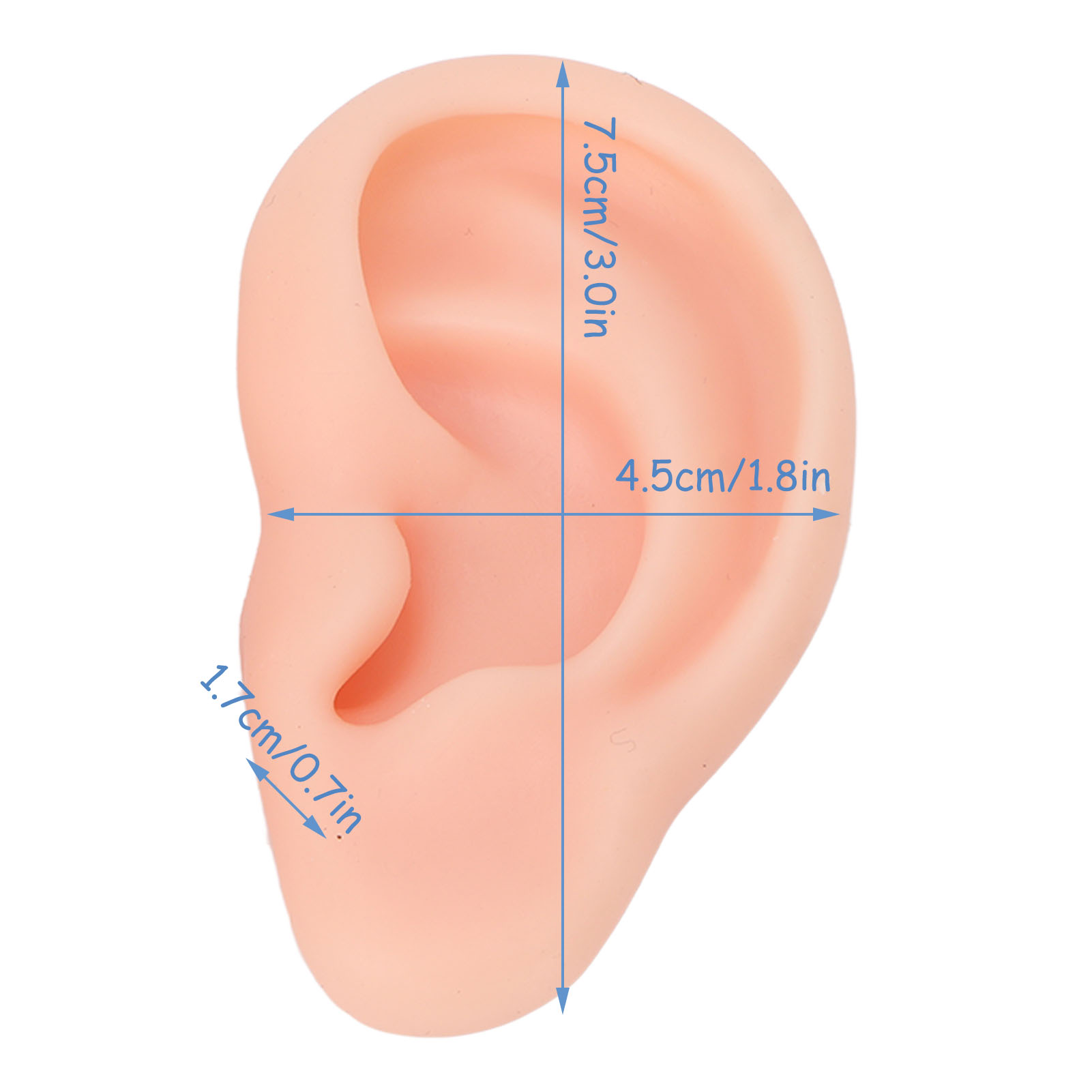 Silicone Human Ear Model 1 Pai - Body Jewelry Display incelemesi ve fiyatı